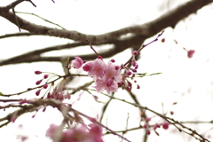 雨上がりお花見2021