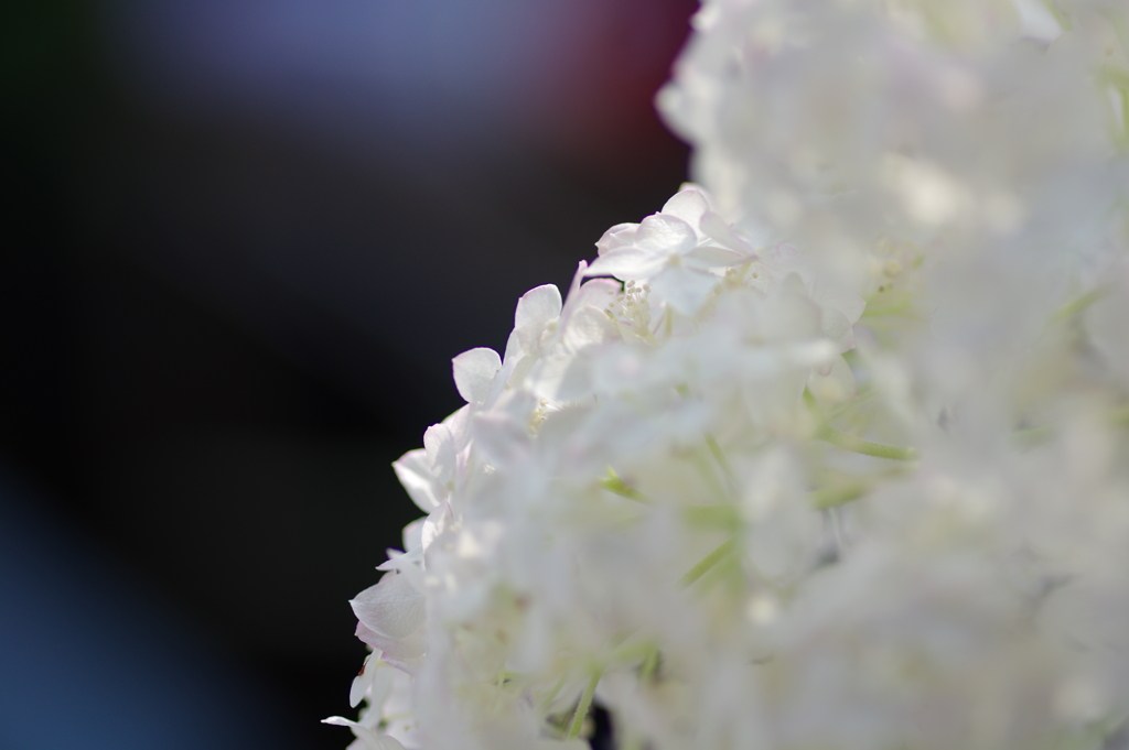 実家の紫陽花