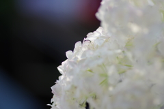 実家の紫陽花