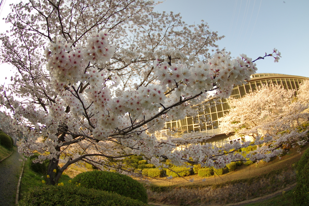 夕暮れ花見