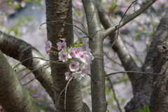 今年の桜は見頃が撮れず