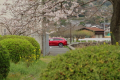 花見はカメラで