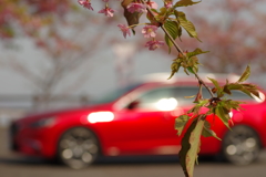 河津桜とソウルレッド