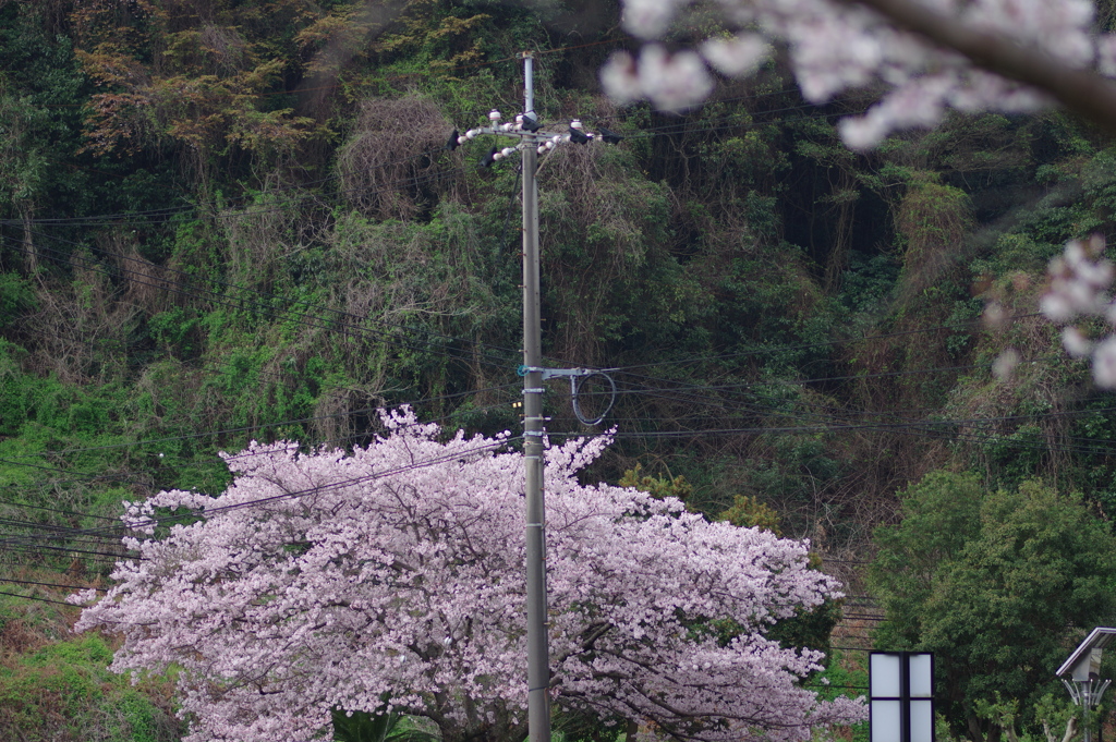 雨上がり一人でお花見