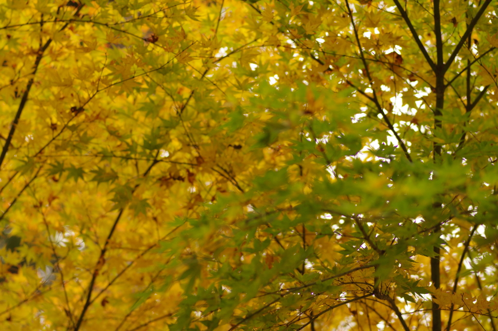 紅葉狩り２０２１