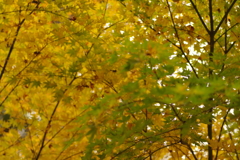 紅葉狩り２０２１