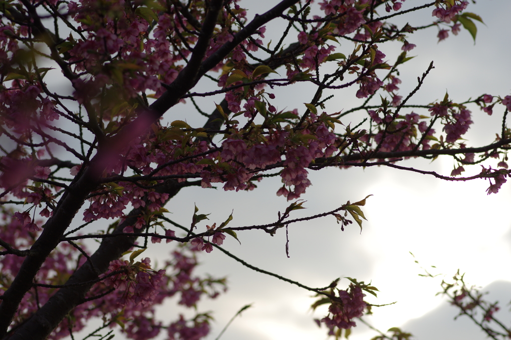 家族で河津桜