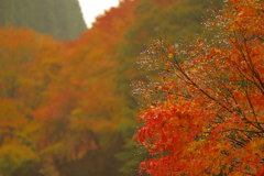 夫婦で紅葉狩り