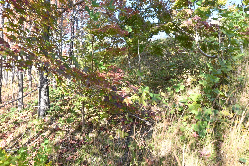 スポーツ公園内でウォーキング撮影