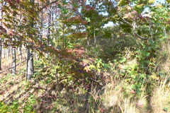 スポーツ公園内でウォーキング撮影