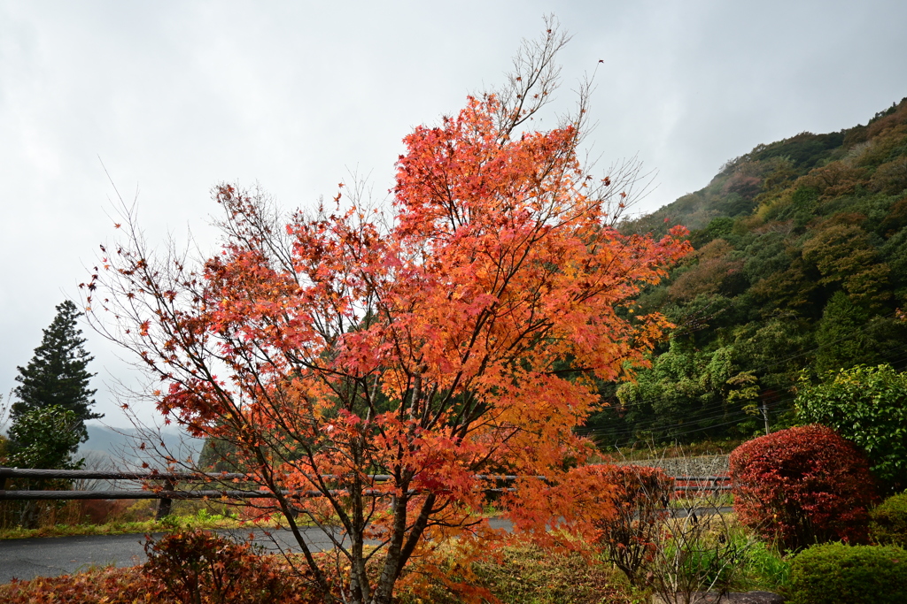 夫婦で紅葉狩り