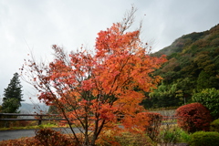 夫婦で紅葉狩り
