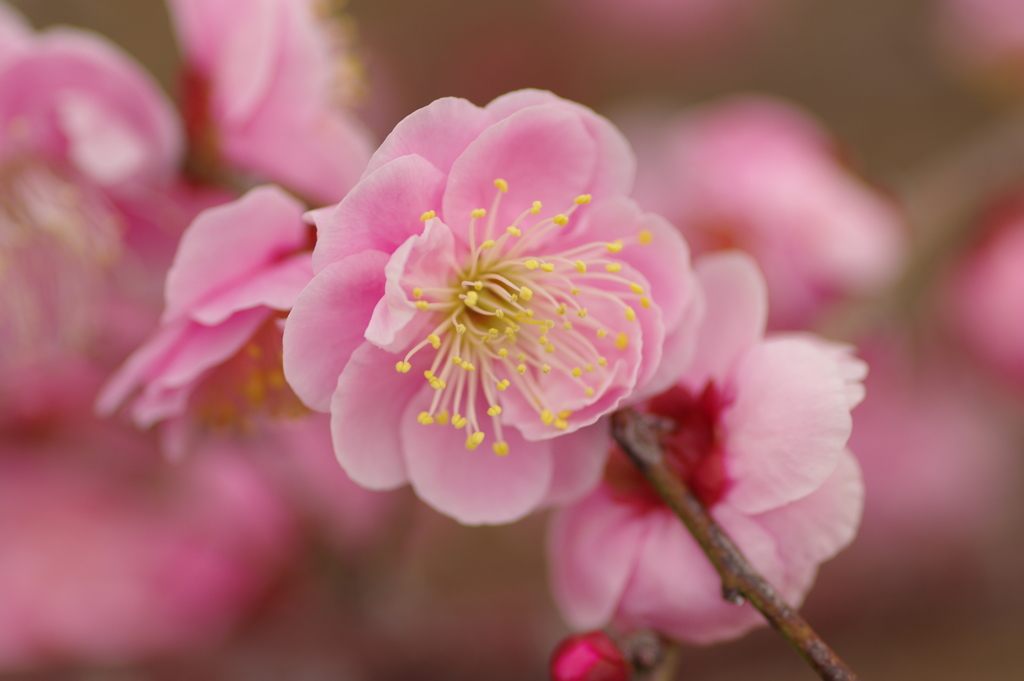 仕事帰りに梅園散策