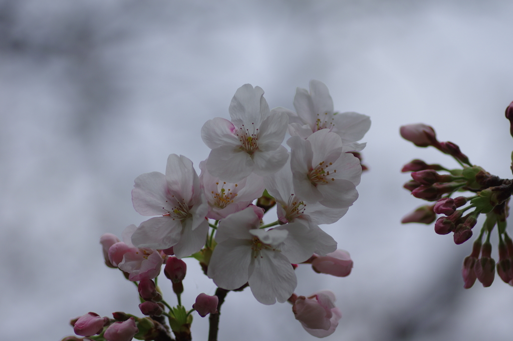 子供を抱えながらの花見