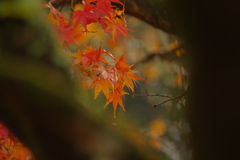 夫婦で紅葉狩り