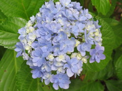 果子乃季 あじさい園 別感性から