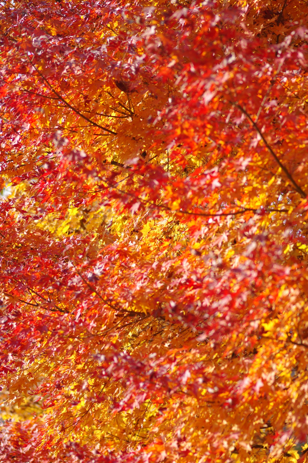 伊藤公記念公園の紅葉