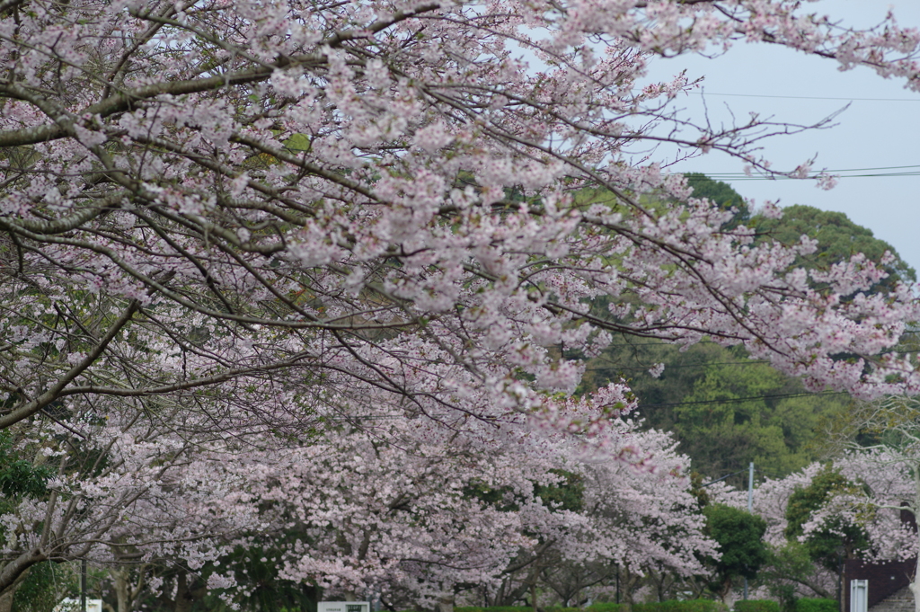雨上がり一人でお花見