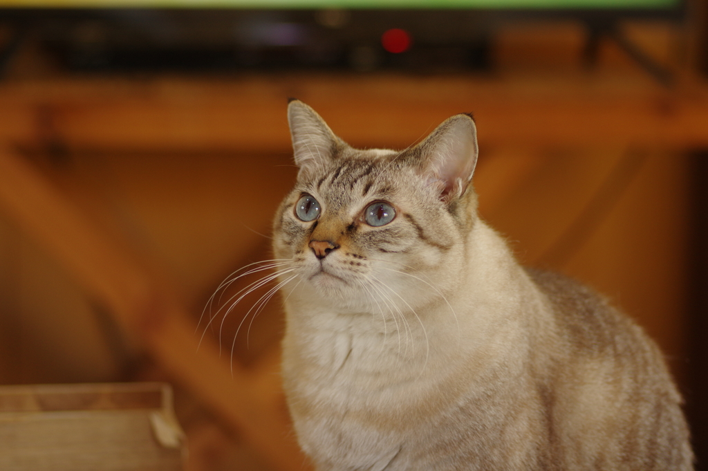 山猫軒2