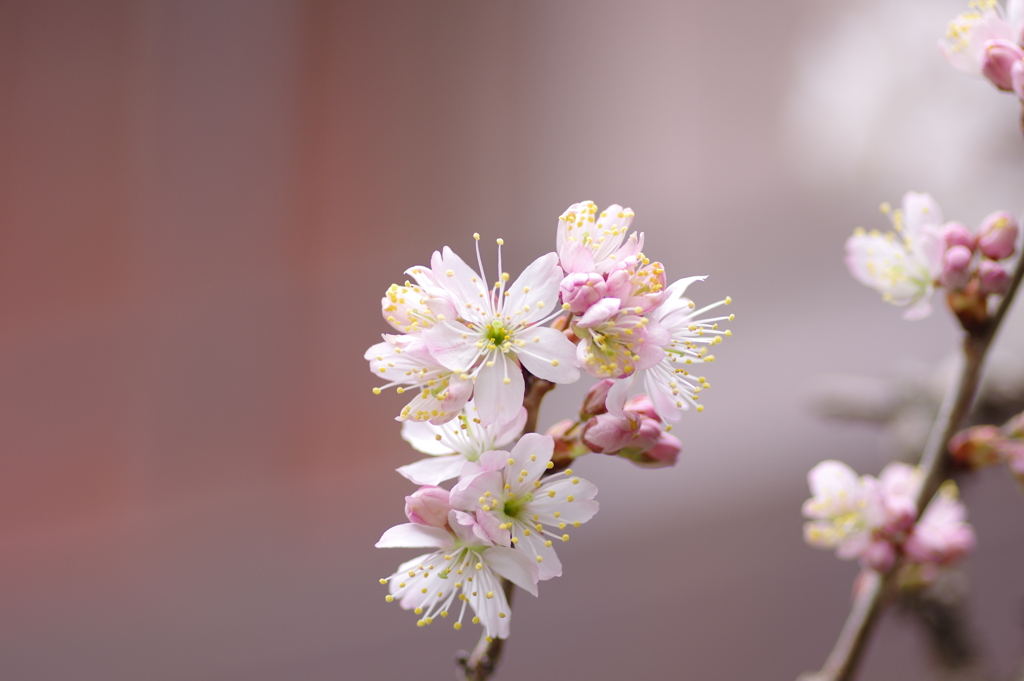 庭の桜