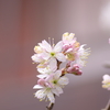 庭の桜