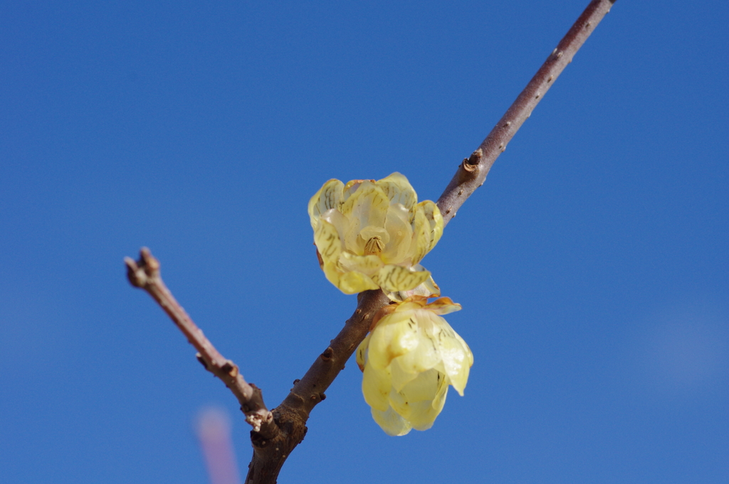 蝋梅もマクロで