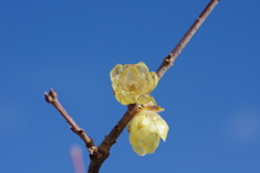 蝋梅もマクロで