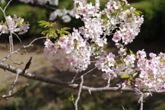朝の花見