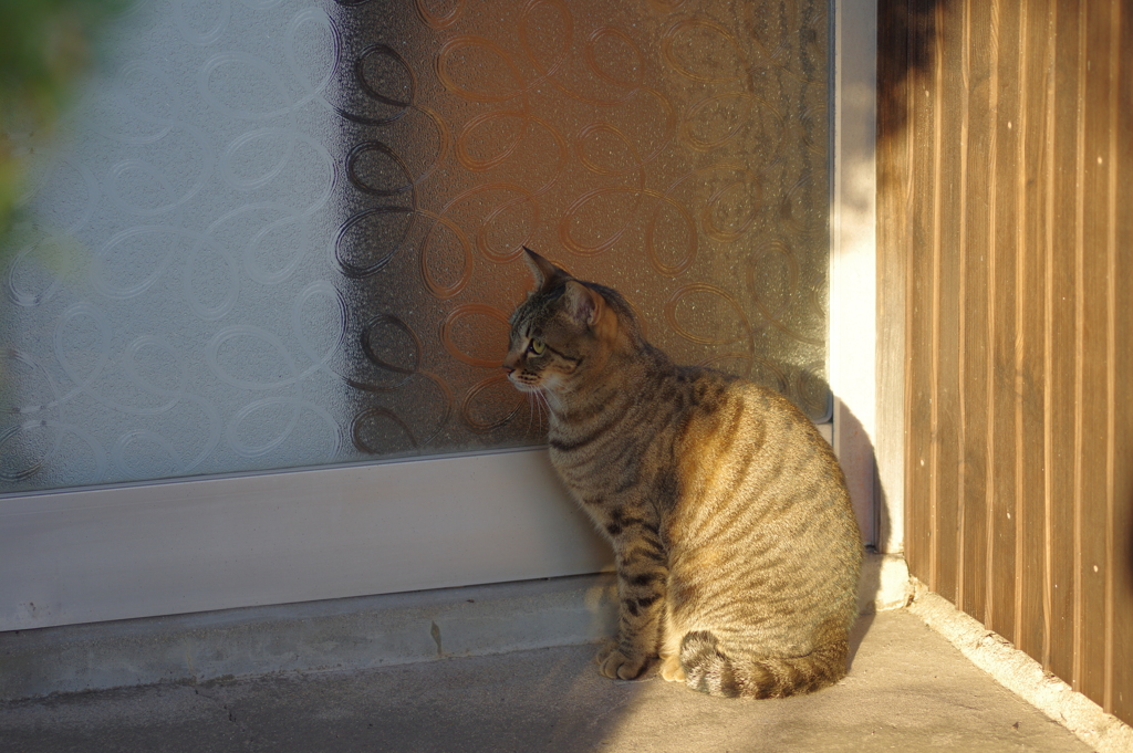 開かないかな？