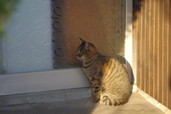 開かないかな？