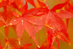 夫婦で紅葉狩り