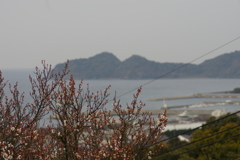 梅園散策２