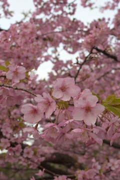 河津桜