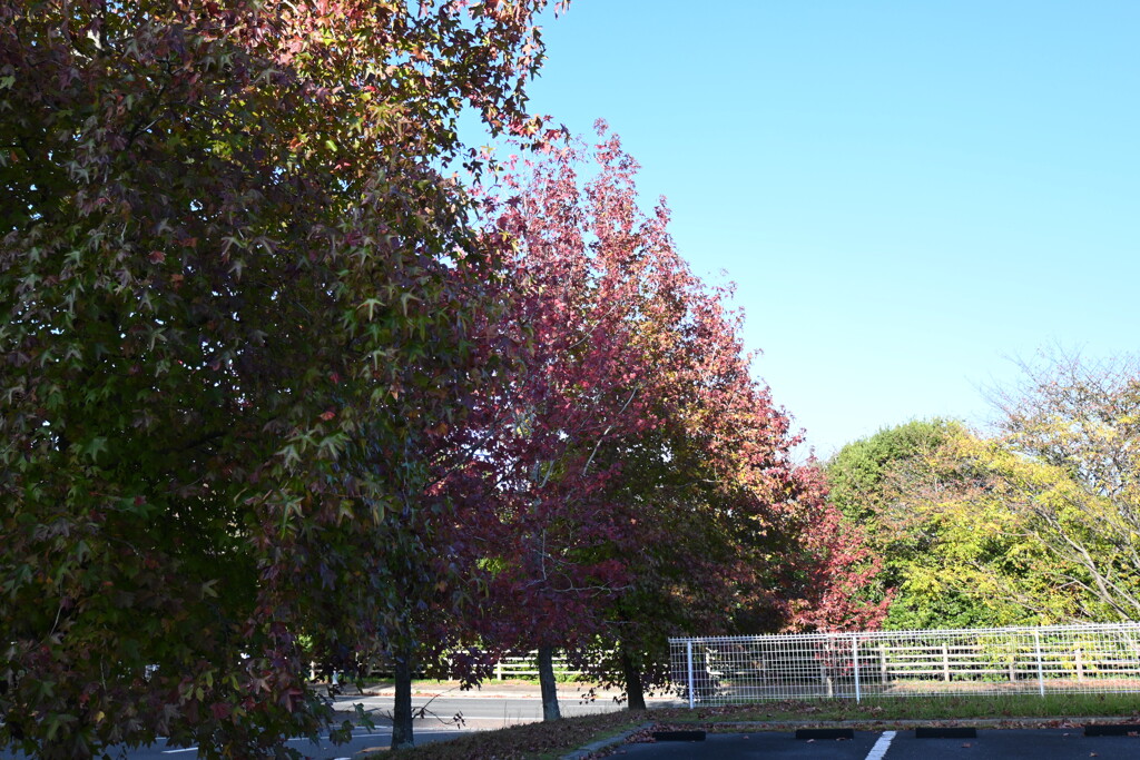 初めての一眼と紅葉W