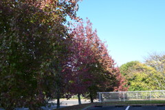 初めての一眼と紅葉W