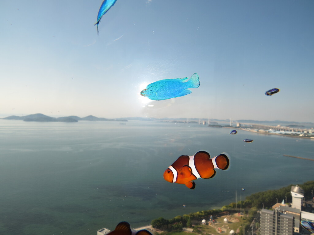 ニモとドリー