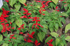 やまぐちフラワーランド