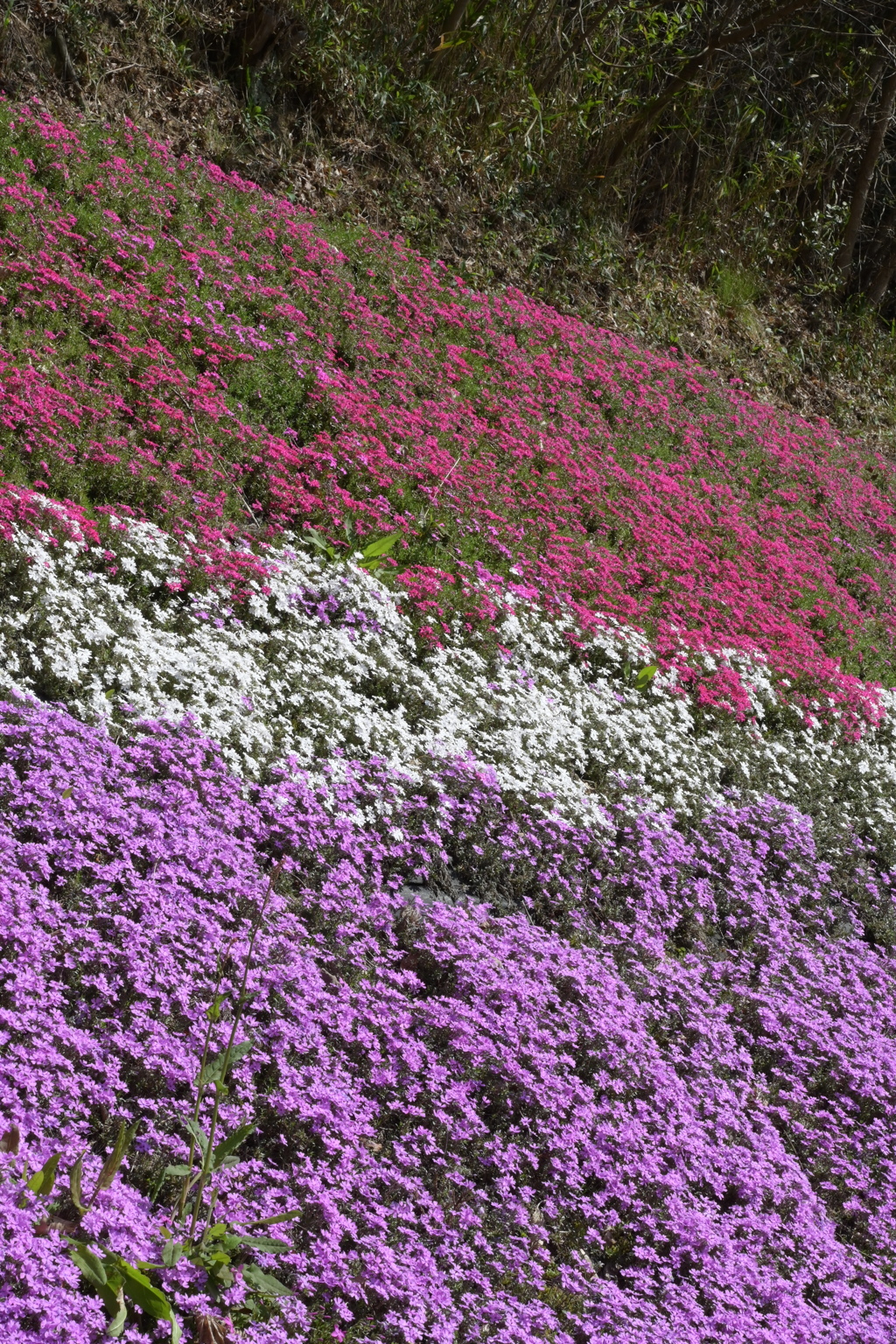 大道理の芝桜