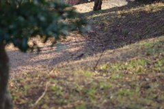 冠梅園