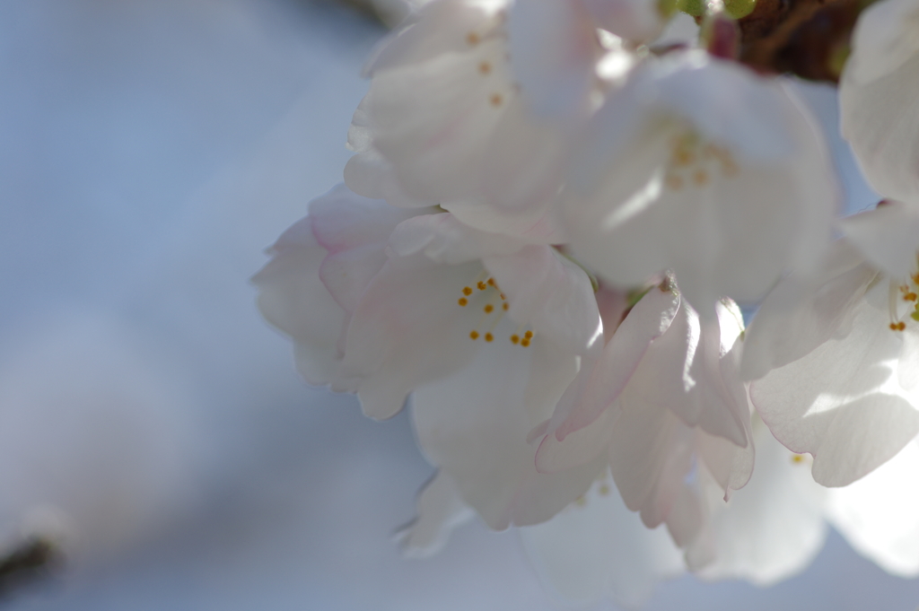 いつもの花見スポットで