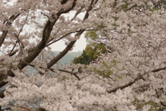 雨上がりお花見2021