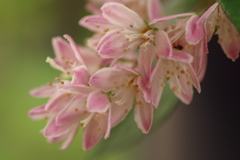 名も知らない花