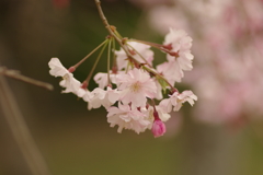 サクラサク別日