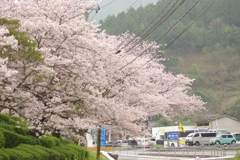 雨上がりお花見2021