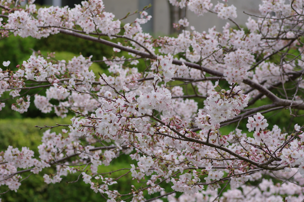 続花見は写真で