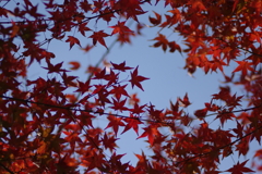 ようやく色づいた庭紅葉