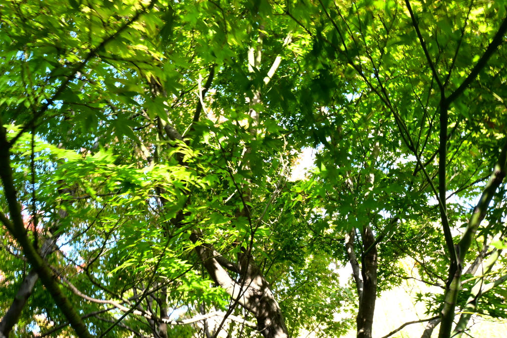 スポーツ公園内でウォーキング撮影