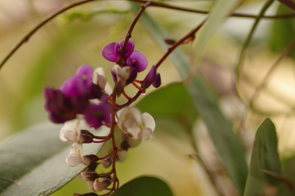 ハーデンベルギア