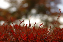 夫婦で紅葉狩り