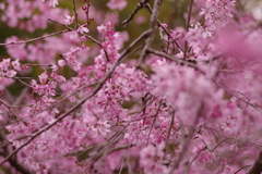 花見はカメラで